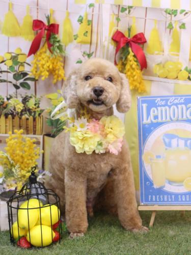 20240423アルトくん 